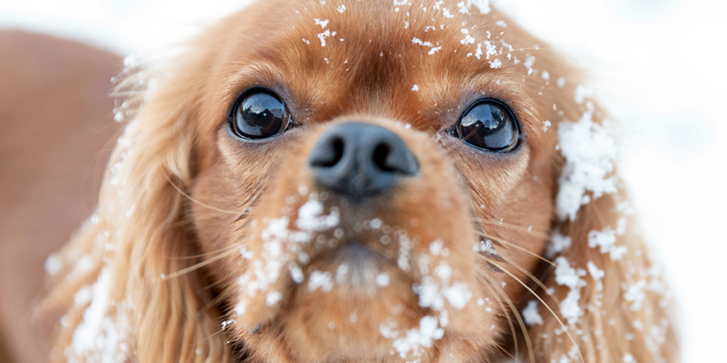 Do I Need Flea and Tick Prevention in the Winter?